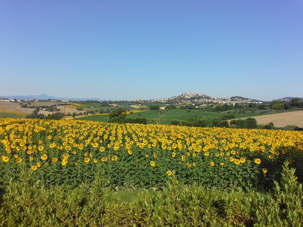 Villa Belvedere Degli Ulivi Osimo Εξωτερικό φωτογραφία